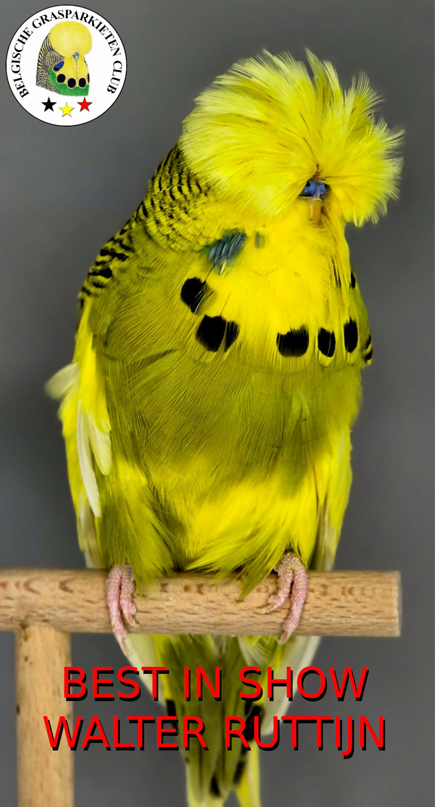 BGC Show 2025 BIS Walter Ruttijn