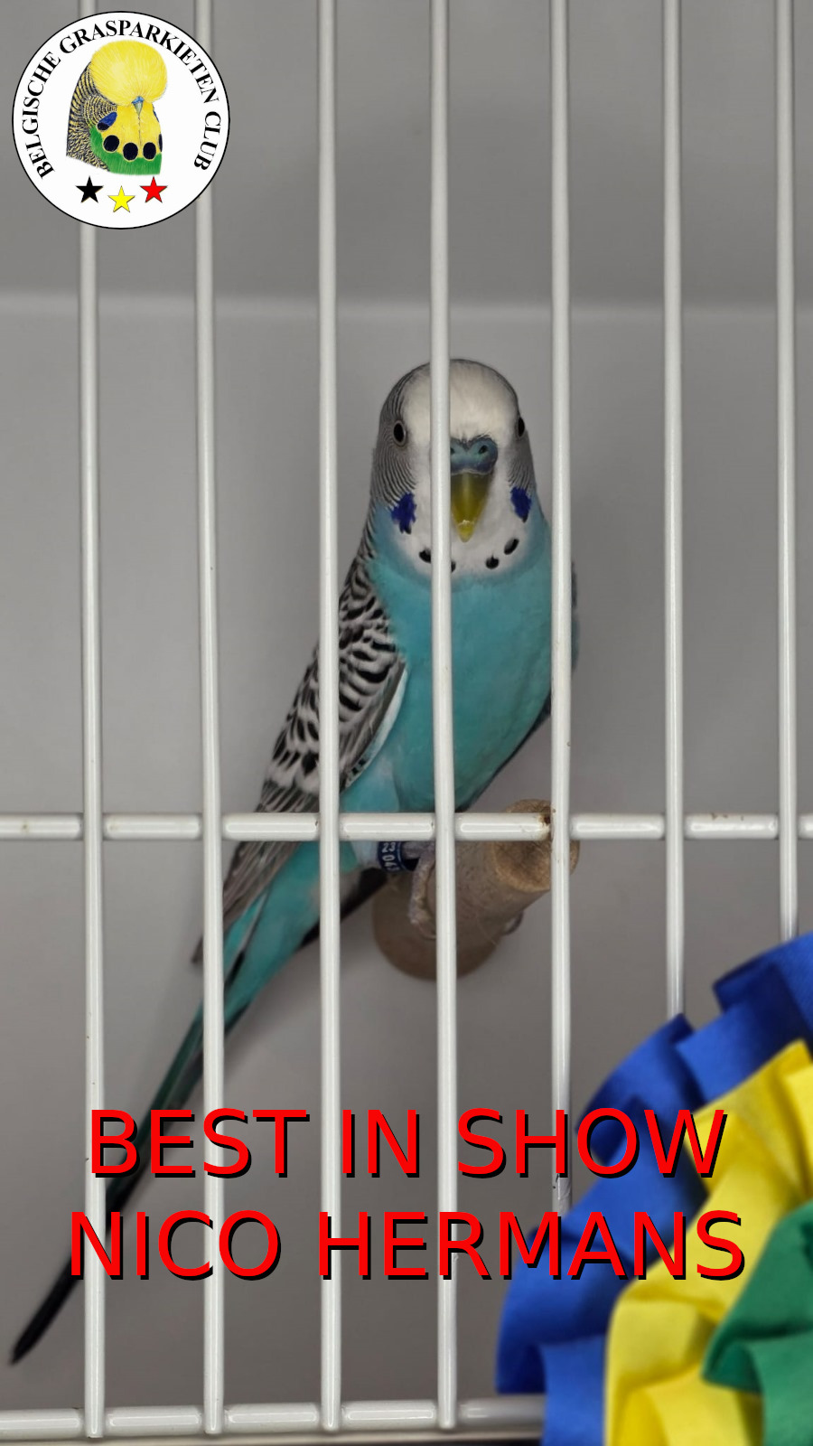 BGC Show 2025 BIS Kleurgrasparkieten Nico Hermans