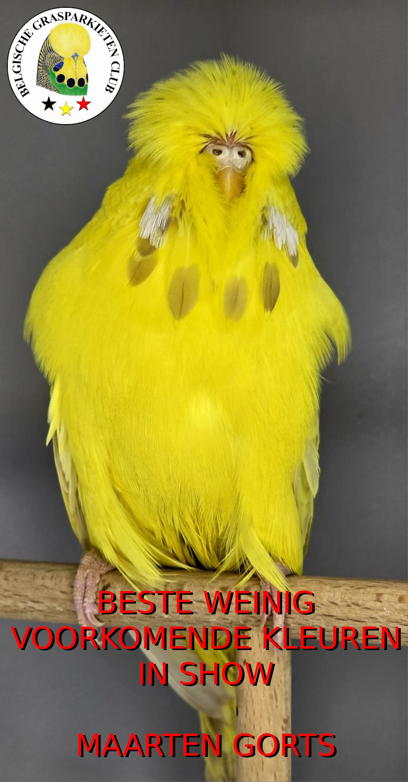 BGC Show 2025 Beste Weinig Voorkomende Kleuren - Maarten Gorts